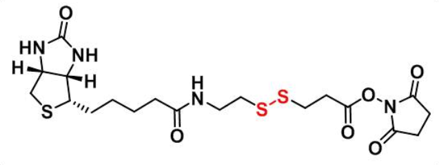 Biotin-SS-NHS