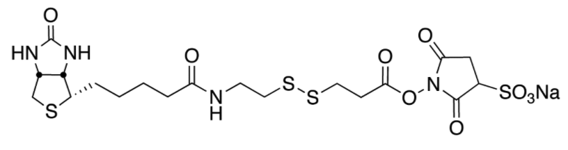 Sulfo-NHS-SS-Biotin