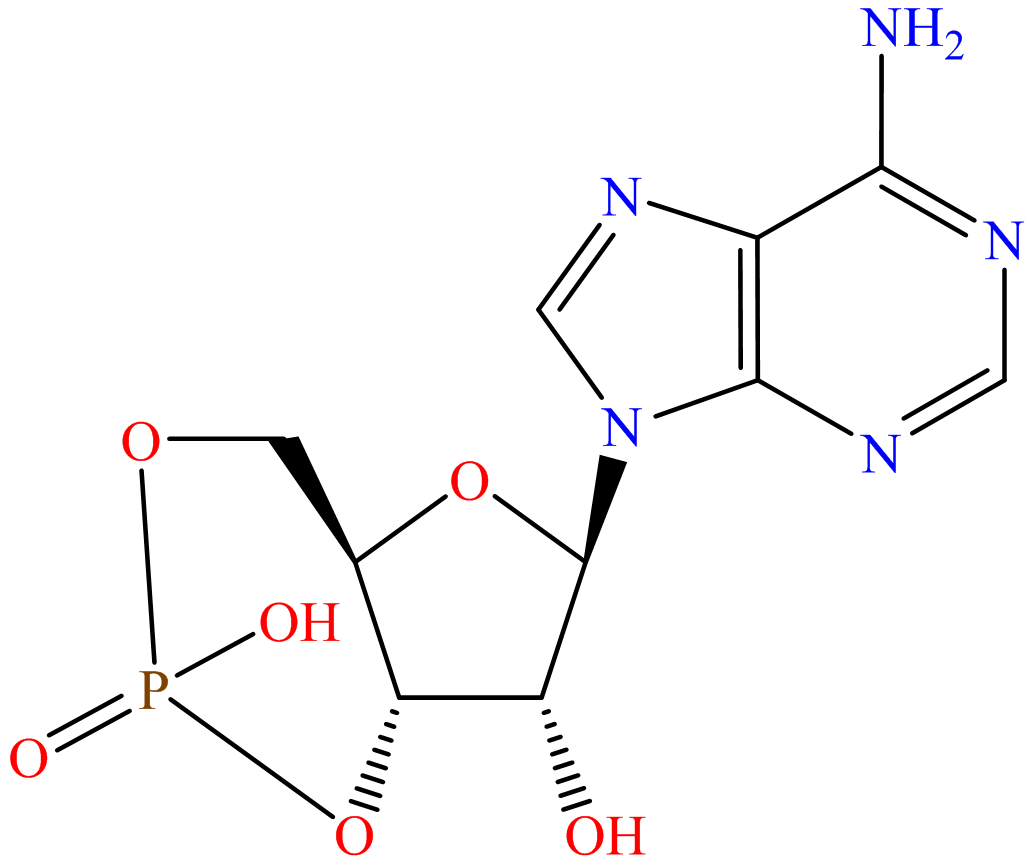 Adenosine 3',5'-cyclophosphate; Adenosine 3',5'-monophosphate; Cyclic 3',5'-AMP