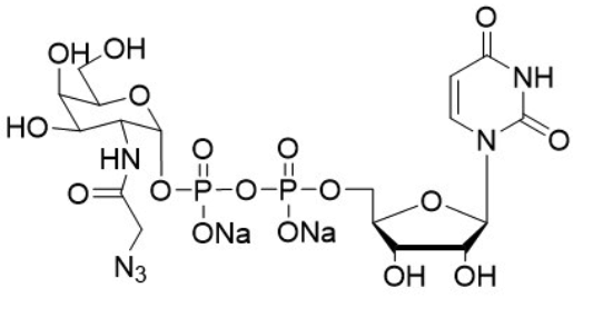 Uridine 5'-diphospho-N-acetylazidogalactosamine disodium salt