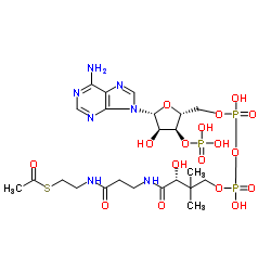 AcetylcoenzymeA