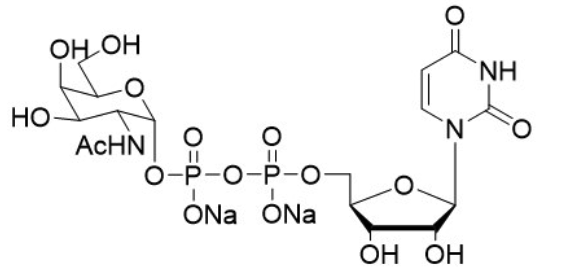 Uridine 5'-diphospho-N-acetylgalactosamine disodium salt