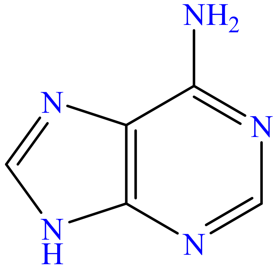 Adenine 