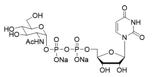 Uridine 5'-diphospho-N-acetylglucosamine disodium salt